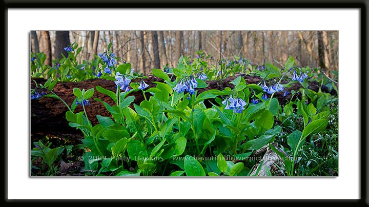 Virginia Bluebells by a log photo
