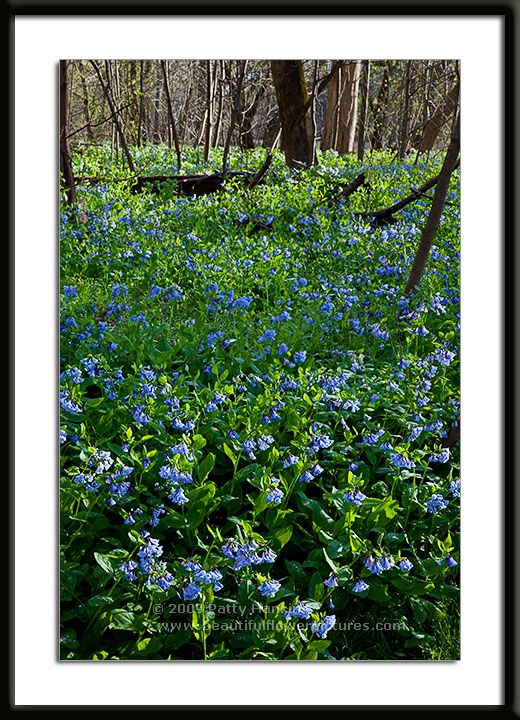 Virginia Bluebells in the Woods PHoto