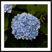 Blue Hydrangeas Photo
