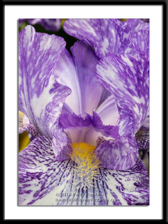 Dwarf Irises Photo