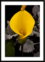Golden Chalice Calla Lily Photo