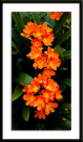 Orange Flame Lily Photo