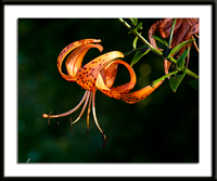 Tiger Lily Photo