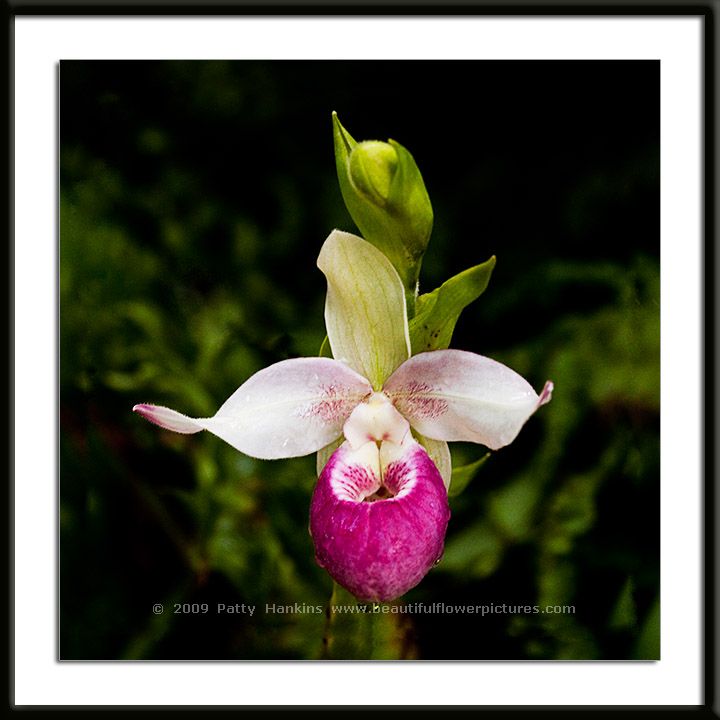 Cardinale Orchid