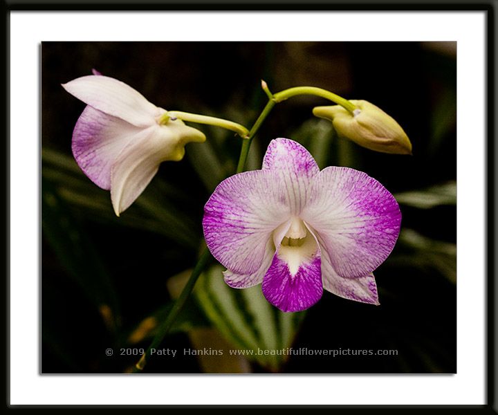 Hawaii Orchid