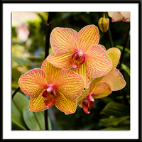 Golden Treasure Orchid Photo