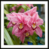 Pink Cymbidium Orchid Photo