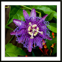 Incense Passion Flower Photo