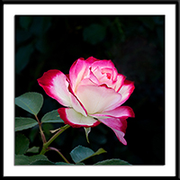 Cherry Parfait Rose Photo