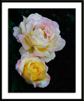 Two Peace Roses Photo