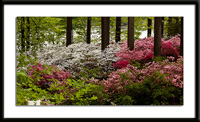 Azaleas in the woods photo