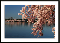 Cherry Blossoms at the Tidal Basin Photo