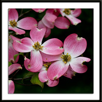 Pink Dogwood Blossom Photos
