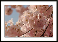 Yoshino Cherry Blossoms Photo