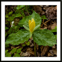 Yellow Trillium Photo