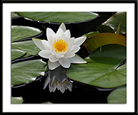Virginalis Water Lily Photo