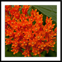 Butterflyweed Photo