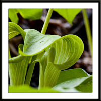 Jack in the Pulpit photo