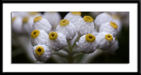 Pearly Everlasting Photo