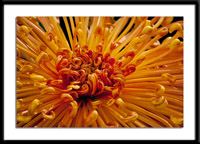 Coral Reef Chrysanthemum