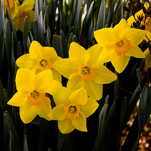 Ceylon Daffodils