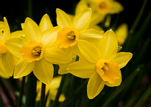 Jumblie Daffodils