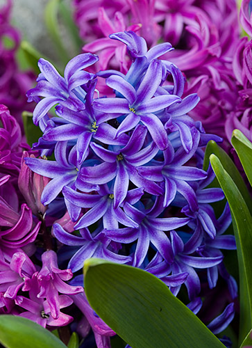 woodstock_hyacinth.jpg