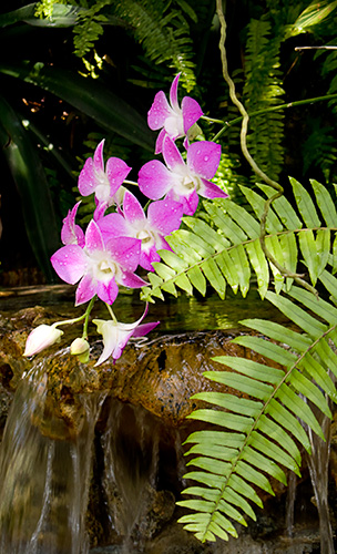 Orchid at the Butterfly Rainforest