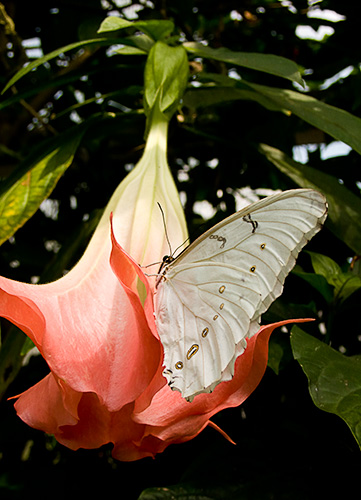 Butterfly on Angels Trumpet 