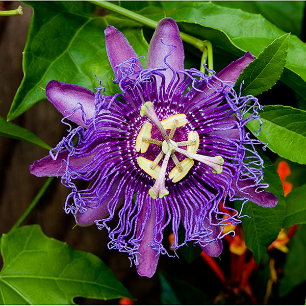is hybrid of two other types of passion flowers passiflora incarnata ...