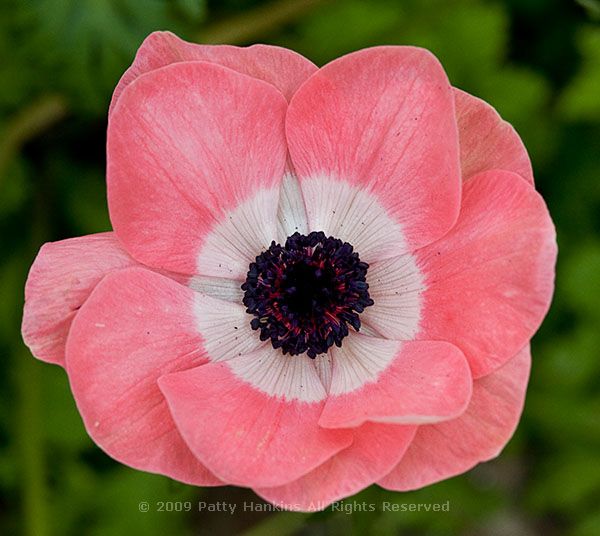 anemone_coronaria_poppy_anemone_pale_pink_1019