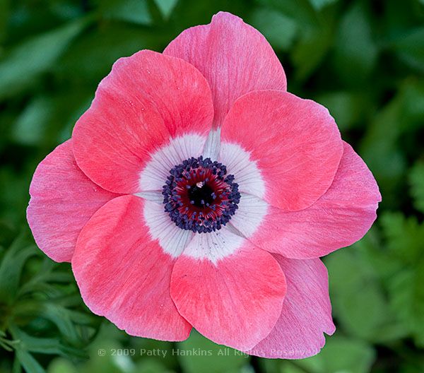 anemone_coronaria_poppy_anemone_pink_966