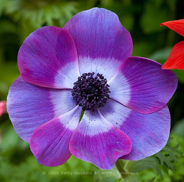 anemone_coronaria_poppy_anemone_purple_992