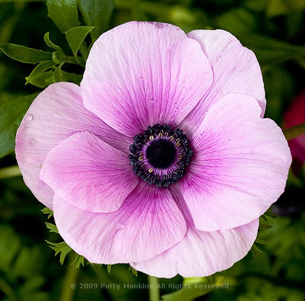 anemone_coronaria_poppy_anemone_white_purple_995