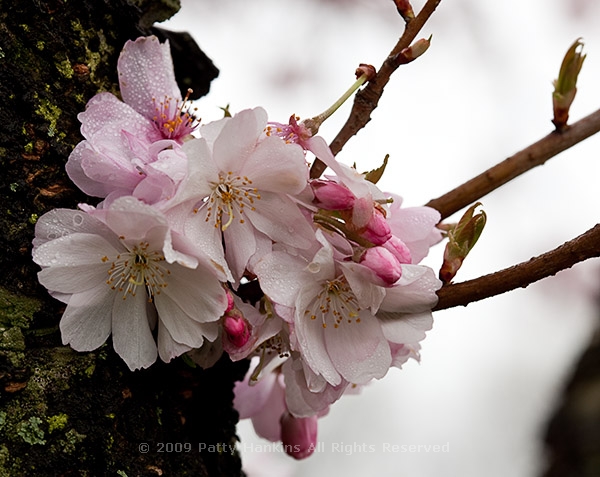 cherry_blossoms_autumnalis_7889