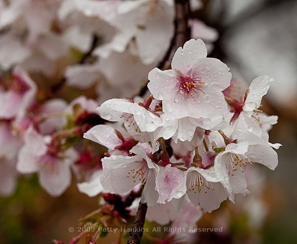 cherry_blossoms_fudanzakura_7694