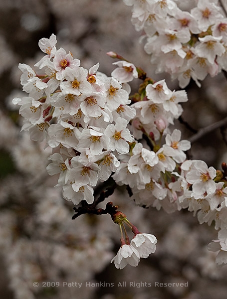 cherry_blossoms_yedoensis_8090