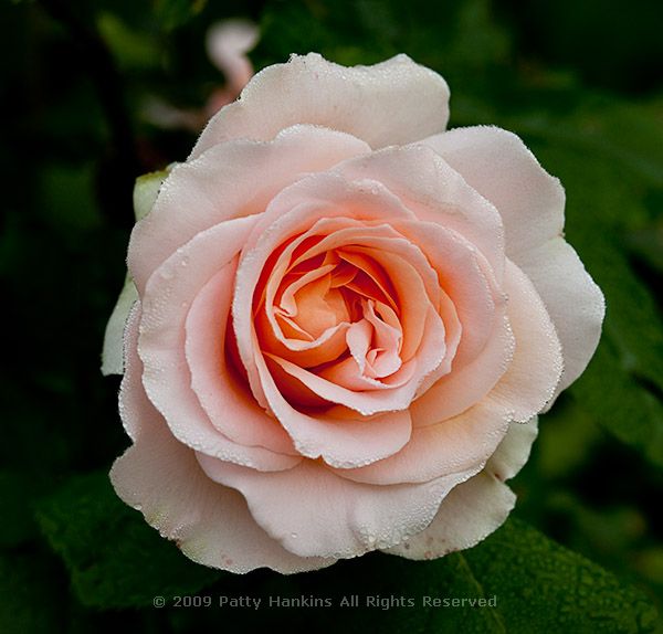 Roses at Brookside Gardens Beautiful Flower Pictures Blog