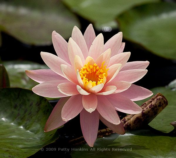 waterlily_sunny_pink_4735