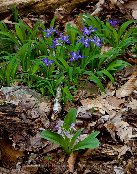 iris_and_showy_orchis_6801