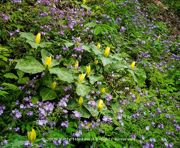 Yellow Trillium and Purple Phacelia © 2009 Patty Hankins