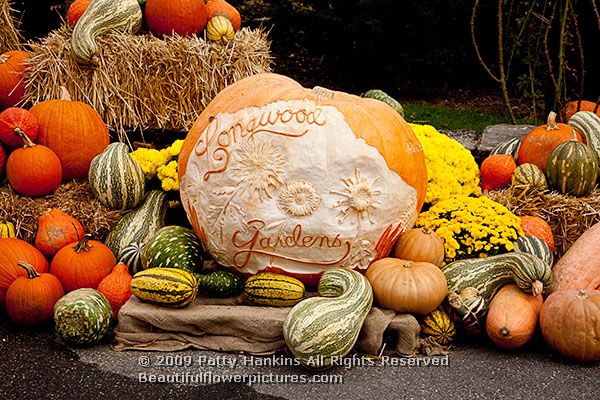 pumpkin_carving_4