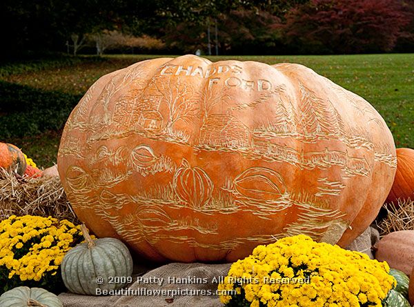 pumpkin_carving_6