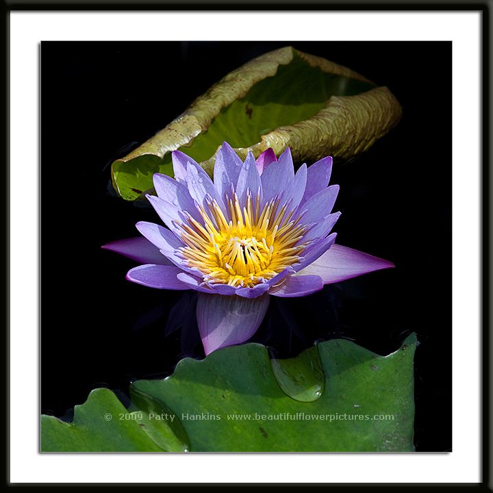 Panama Pacific Water Lily