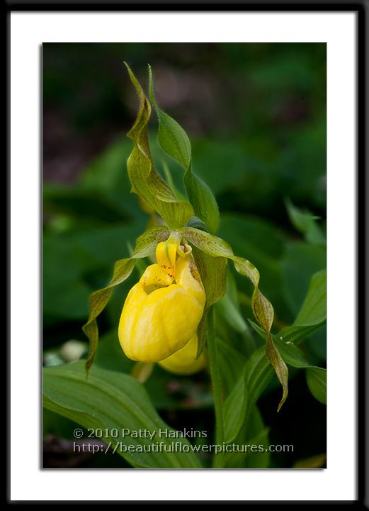 Yellow Lady’s Slipper – Cypripedium parviflorum
