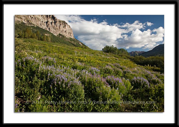 Colorado Wildflower Landscape