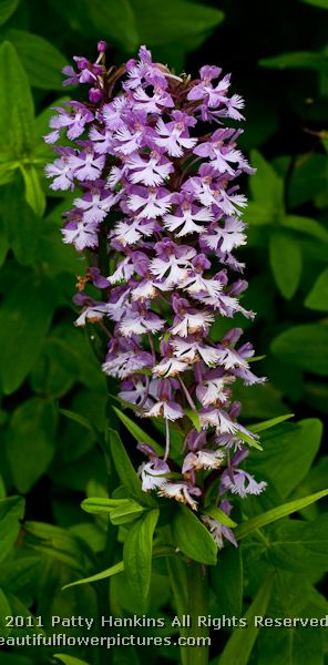 Lesser Purple Fringed Orchid - platanthera psycodes