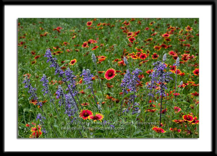 Salvia & Blanketflowers