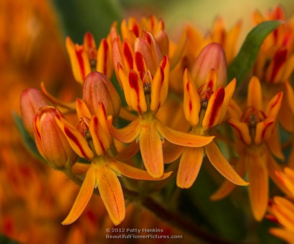 Butterfly weed - asclepias tuberosa