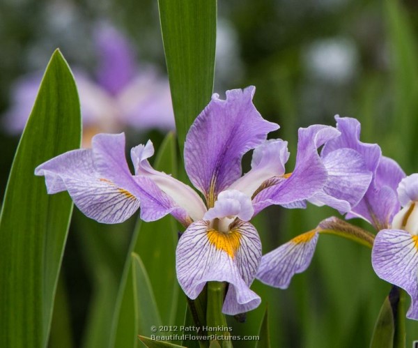Southern Wanderer blue flag iris - iris virginica